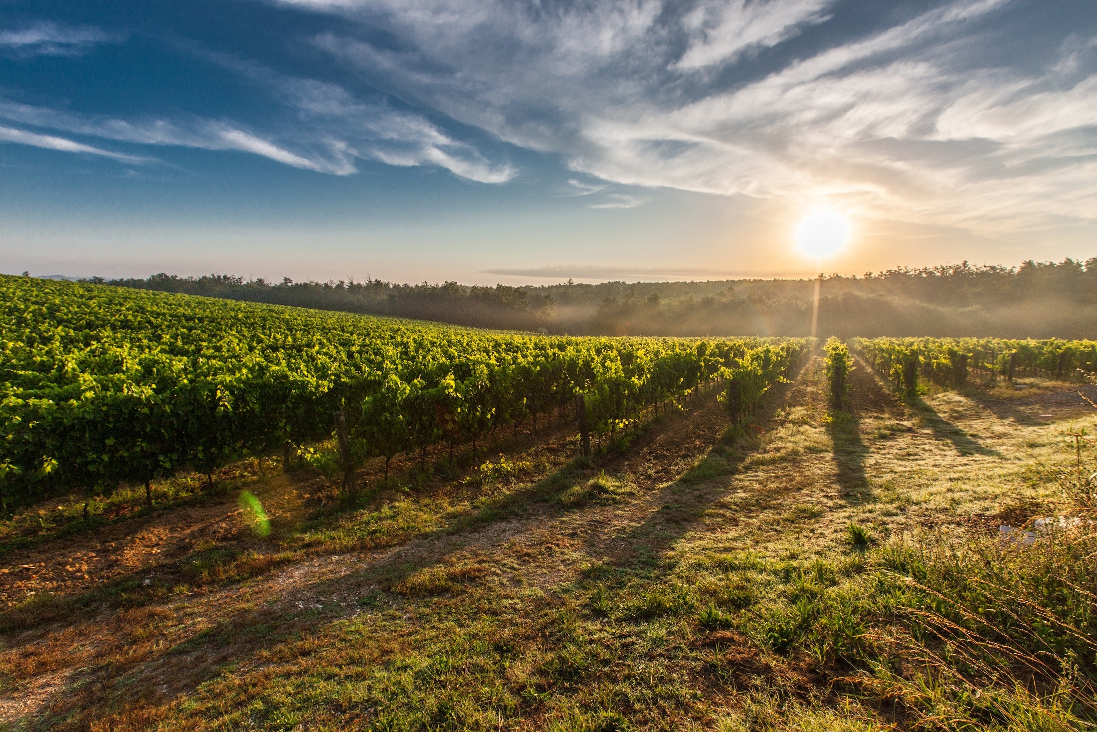 pexels-pixabay-51947 Bottles of wine